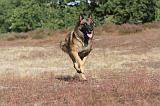 MALINOIS 033